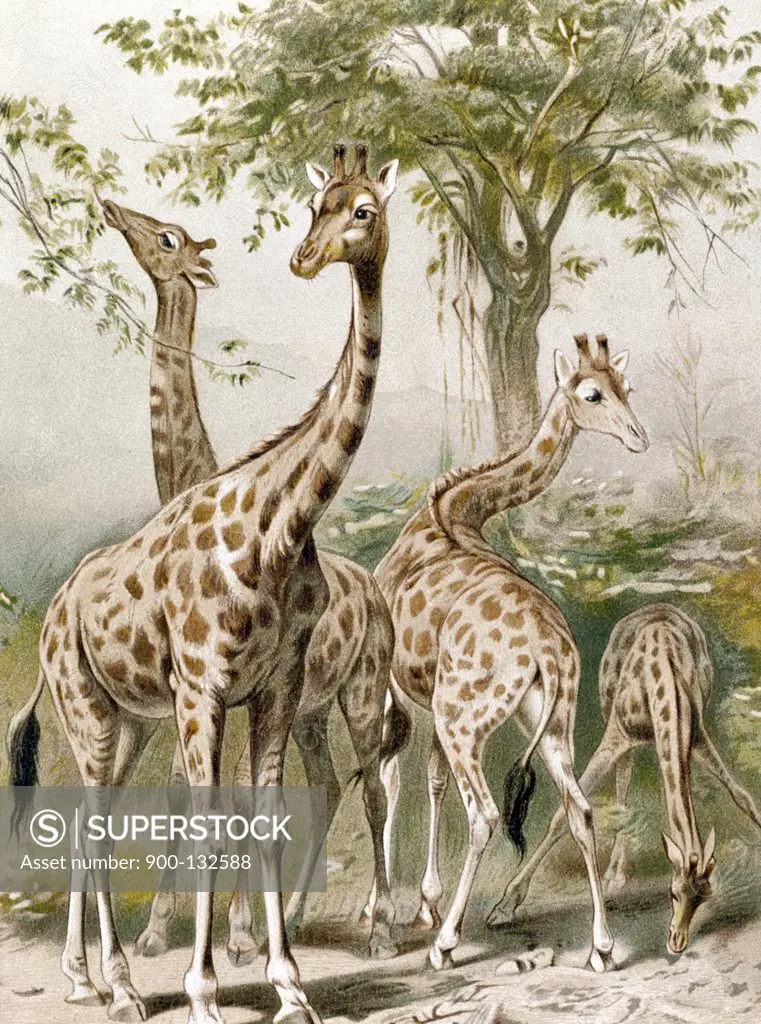 Giraffe  Artist Unknown 