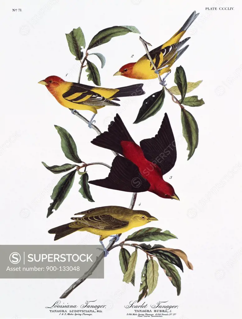 Louisiana Tanager and Scarlet Tanager John James Audubon (1785-1851 American) Lithograph