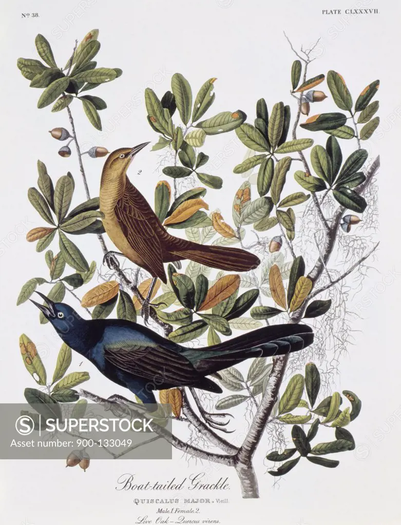 Boat Tailed Grackle - Male and Female  John James Audubon (1785-1851 American) 