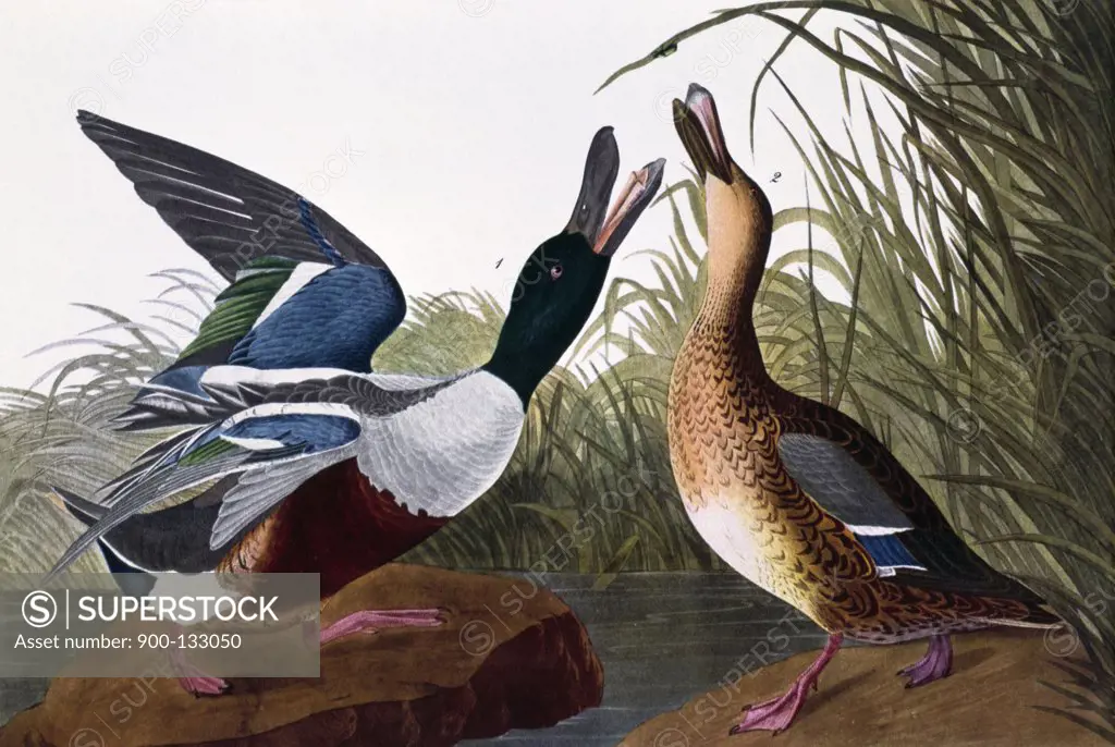 Shoveller Duck, male and female by John James Audubon, lithograph, (1785-1851)
