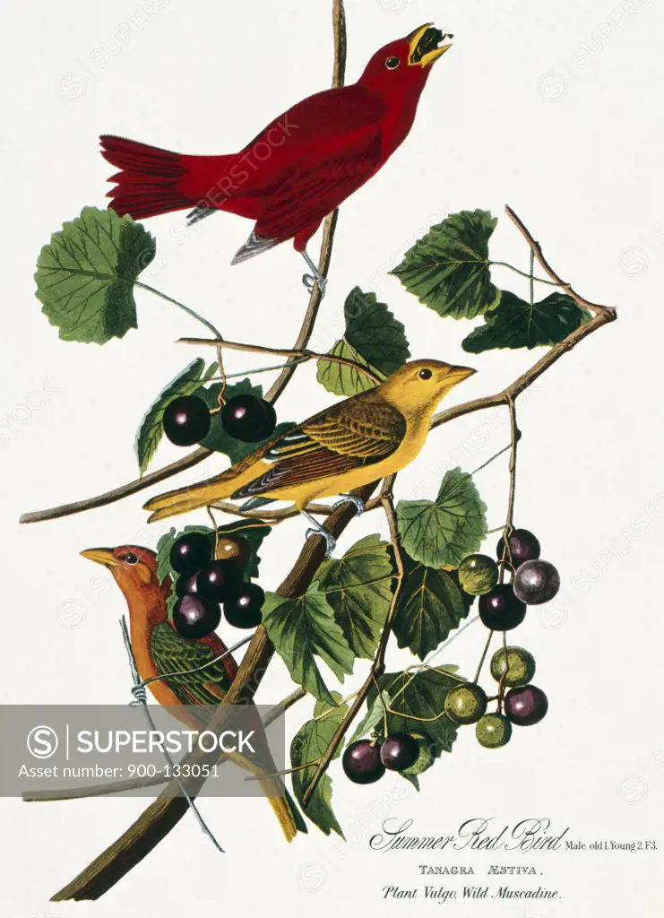 Summer Red Bird by John James Audubon, lithograph, (1785-1852)