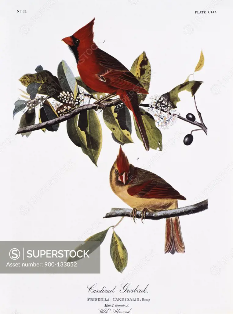 Cardinal Grosbeak - Male and Female John James Audubon (1785-1851 American) 