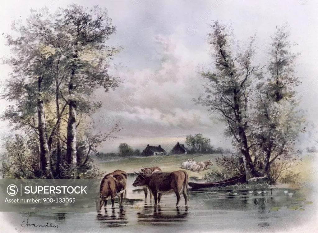 Cows in Stream, artist unknown,, 19th-20th Century