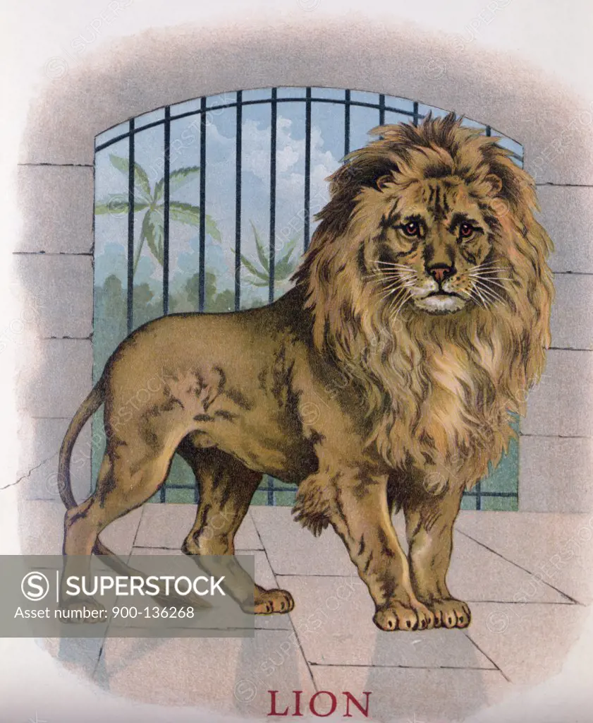 Lion, artist unknown