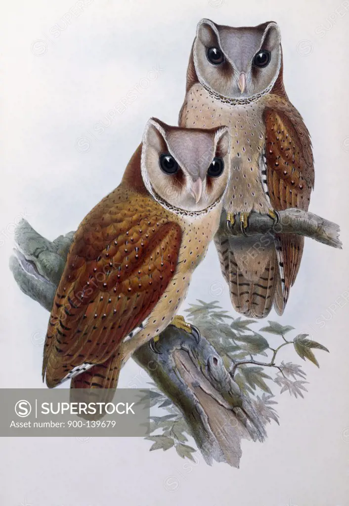 Bay Owl by John Gould, (1804-1881)