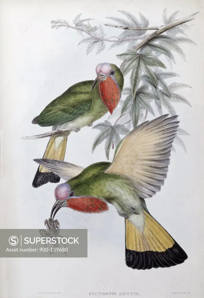 Red-throated Nyctiornis John Gould (1804-1881 British)