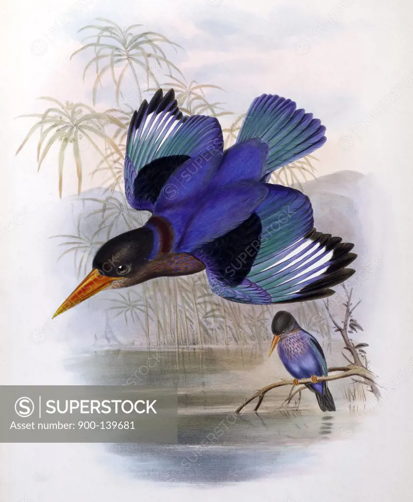 Many-Colored Kingfisher John Gould (1804-1881 British) 