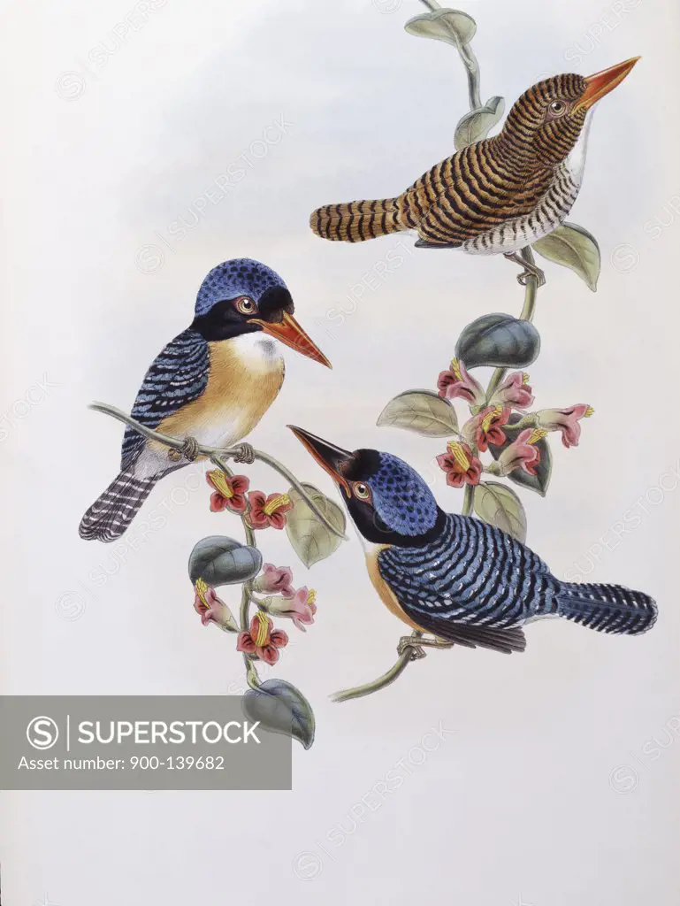 Black Faced Kingfisher John Gould (1804-1881 British)