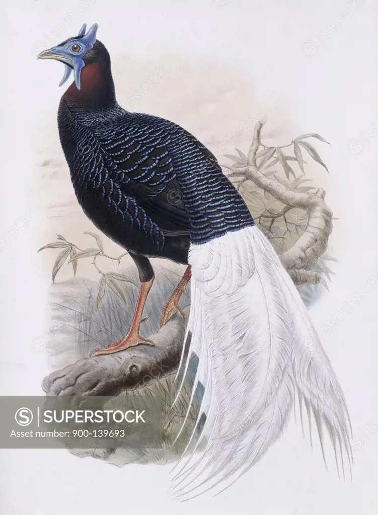 Bulwer's Pheasant John Gould (1804-1881 British) Lithograph