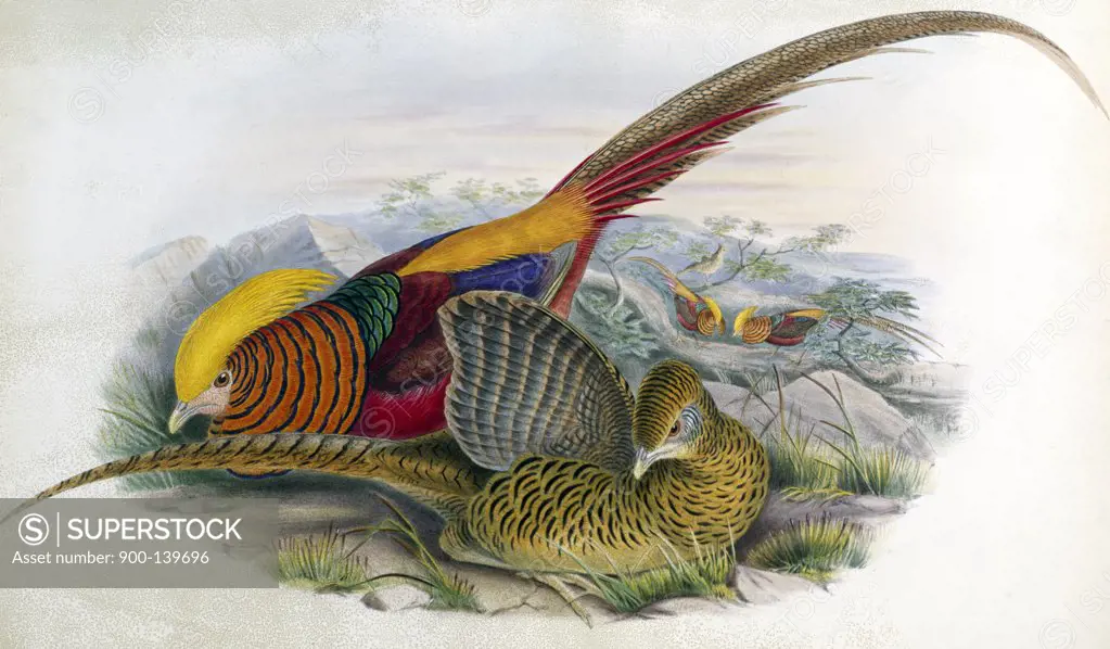 Golden Pheasant John Gould (1804-1881 British)