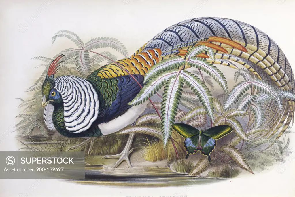 Lady Amherst's Pheasant  John Gould (1804-1881/British) 