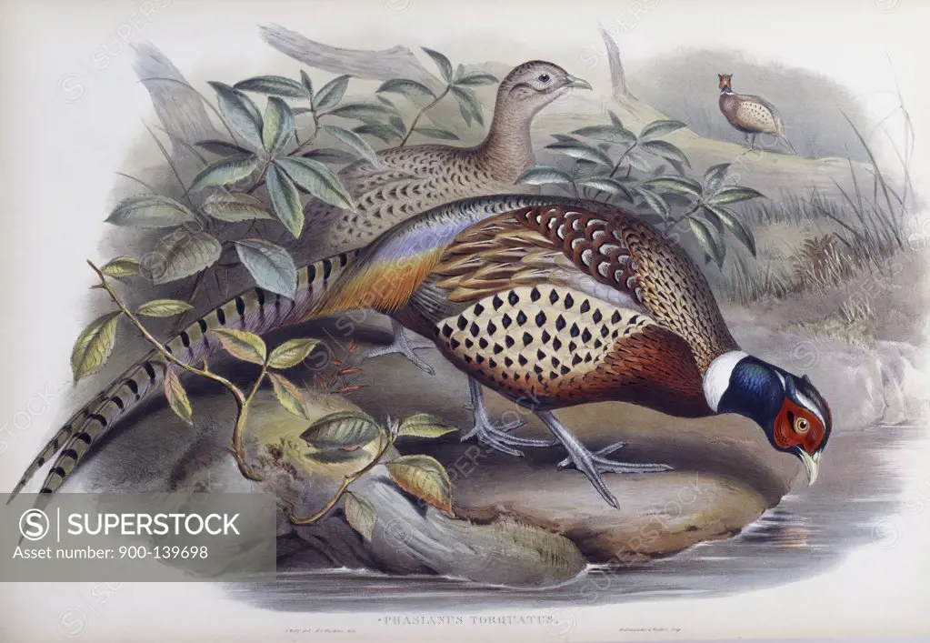 Chinese Ring-necked Pheasant John Gould (1804-1881 British) Lithograph