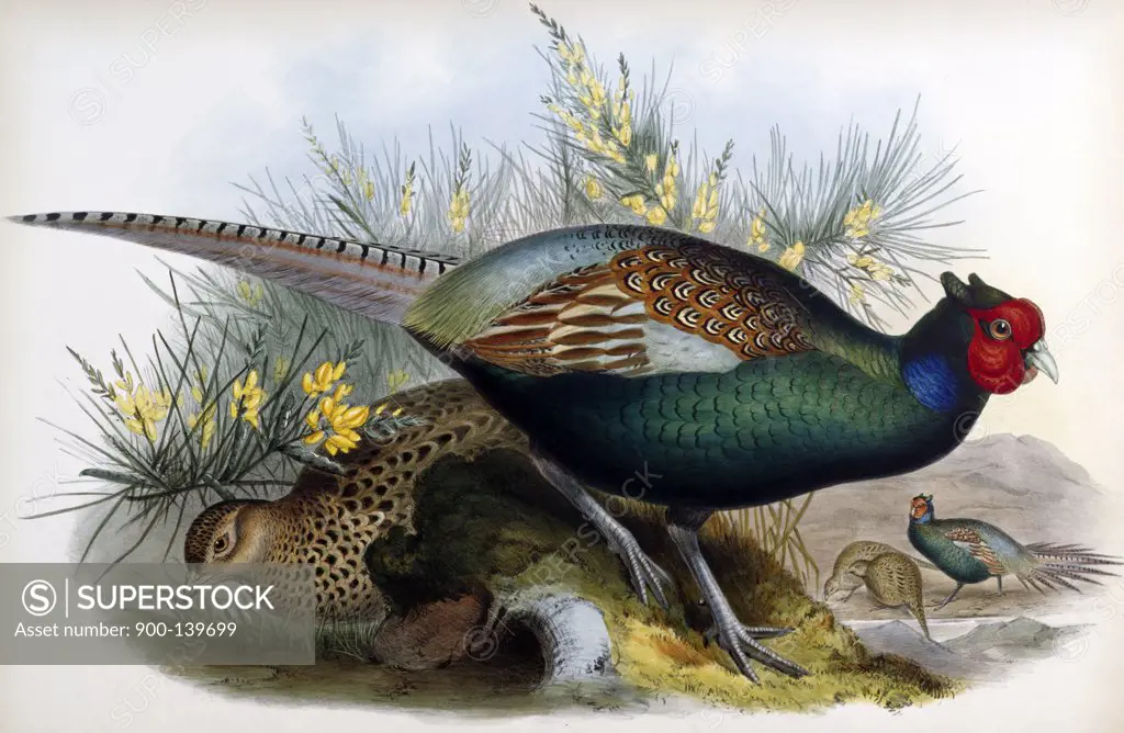 Japanese Pheasant John Gould (1804-1881 British)