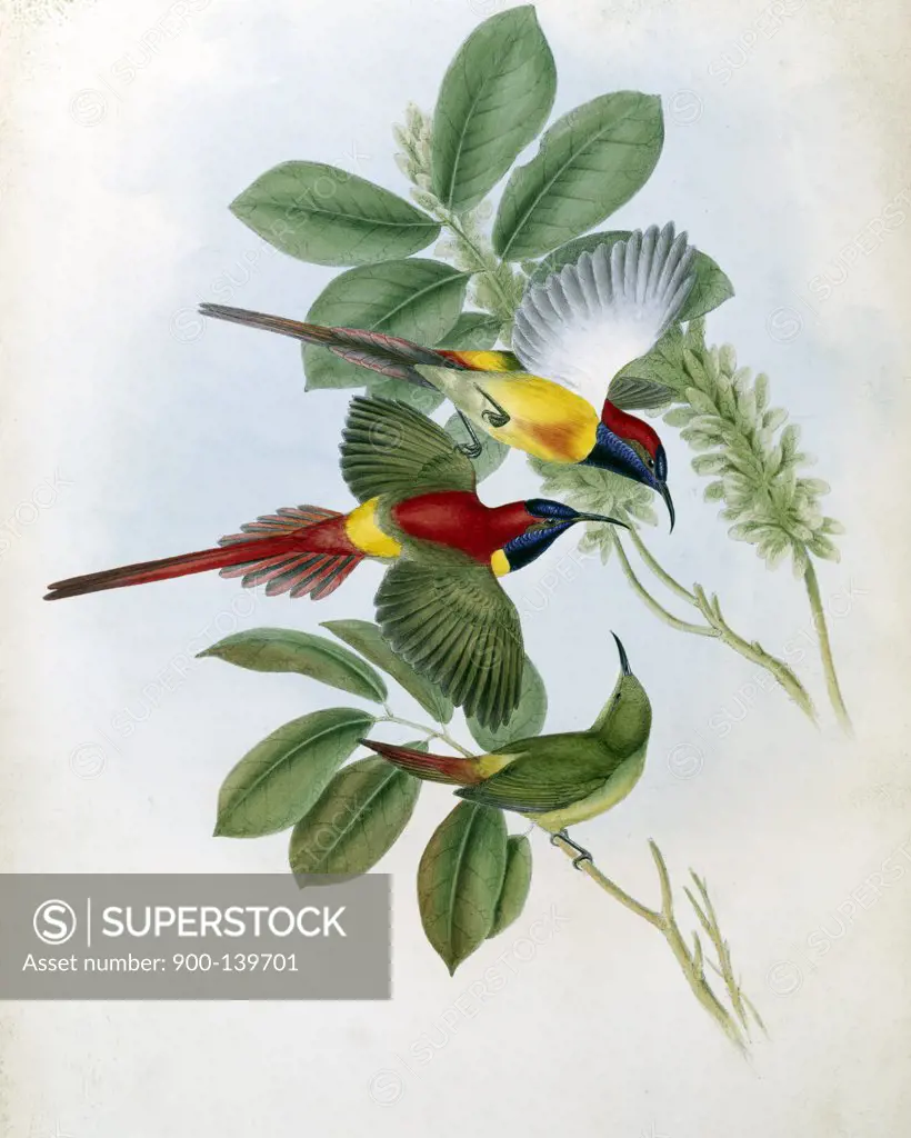 Fiery Tailed Sun-Bird John Gould (1804-1881 British) 
