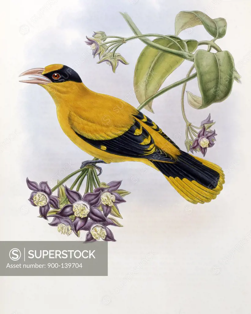 Broderip's Oriole John Gould (1804-1881 British) Lithograph