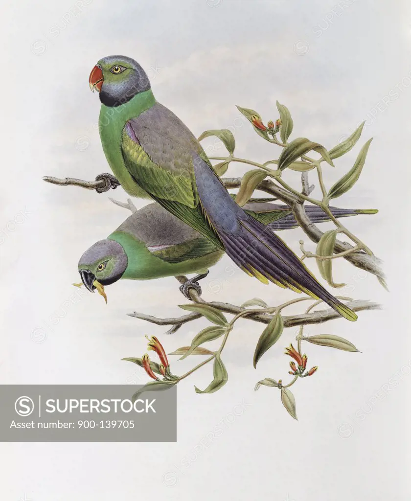 Mrs. Layard's Parakeet John Gould (1804-1881 British)