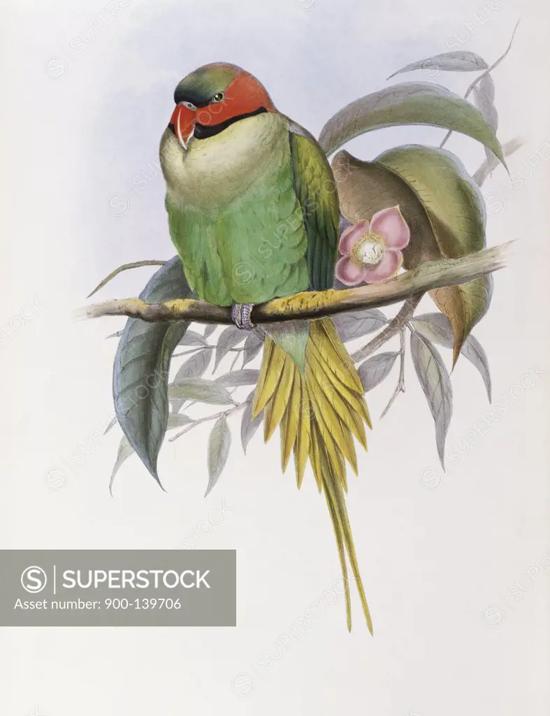 Bonaparte's Parakeet John Gould (1804-1881 British) 