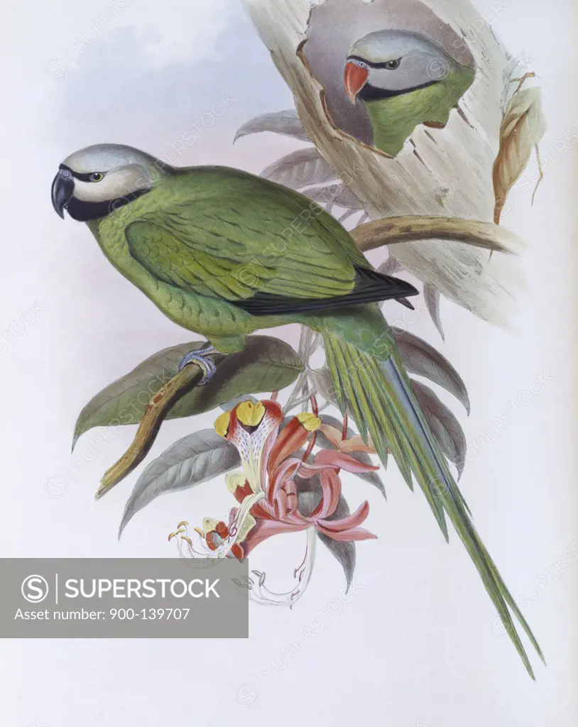 Grey-headed Parakeet John Gould (1804-1881 British)
