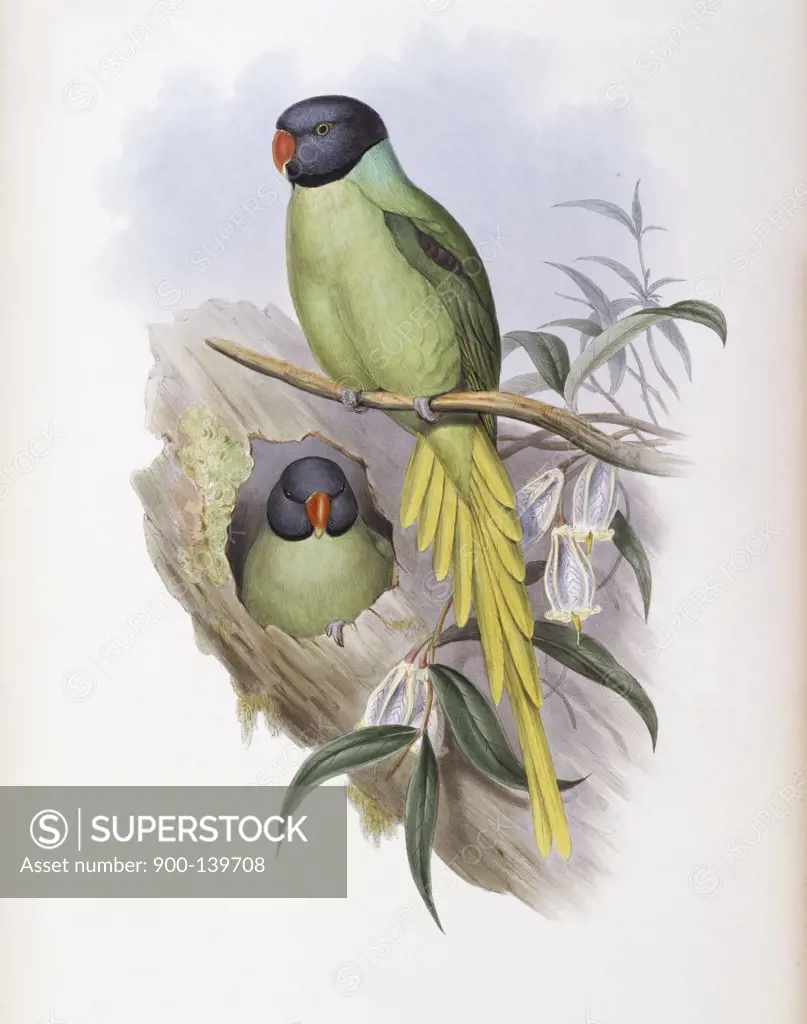 Slaty-headed Parakeet John Gould (1804-1881 British)