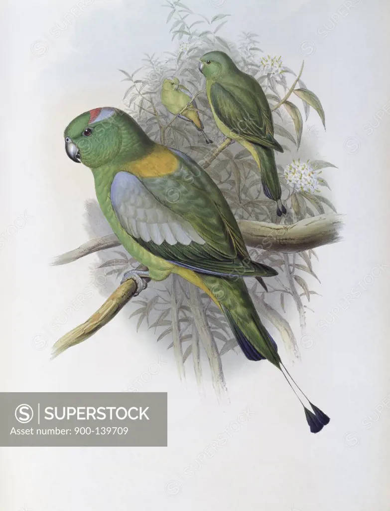 Racket-tailed Parrot John Gould (1804-1881 British)