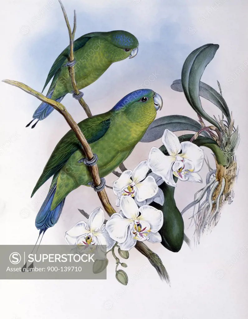 Philippine Racket-tailed Parrot John Gould (1804-1881 British)
