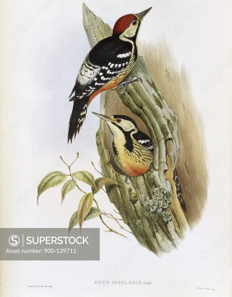 Formosan Spotted Woodpecker John Gould (1804-1881British) 