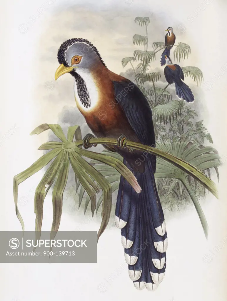 Curled-crested Cuckoo John Gould (1804-1881 British)