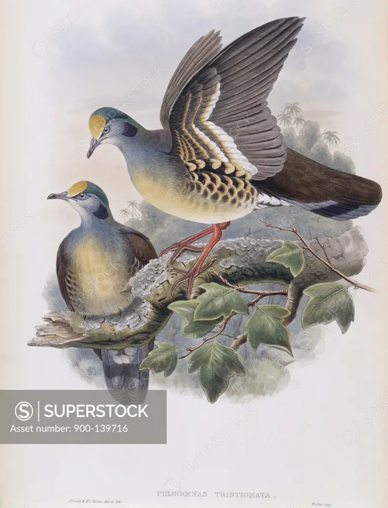 Branded Pigeon John Gould (1804-1881 British)