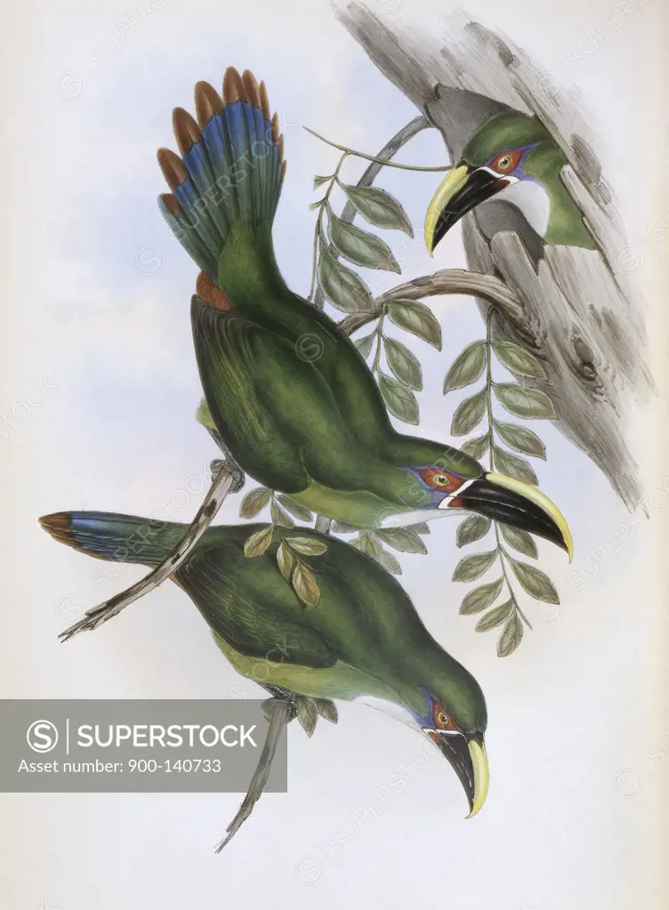 White-banded Groove-bill (Toucan) John Gould (1804-1881 British)