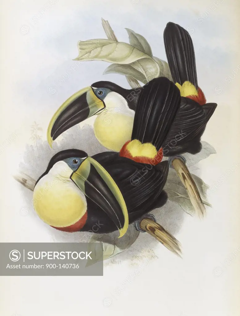 Citron-brested Toucan John Gould (1804-1881 British)