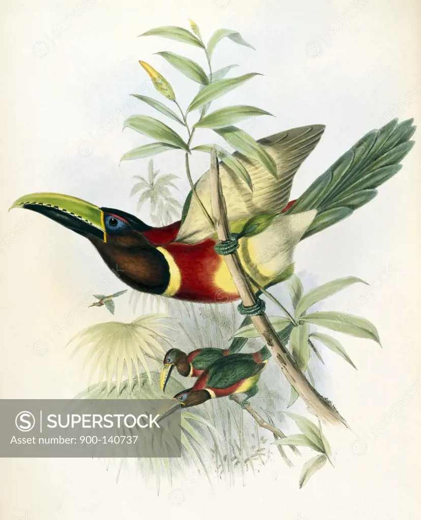 Sturm's Aracari (Toucan) John Gould (1804-1881 British)