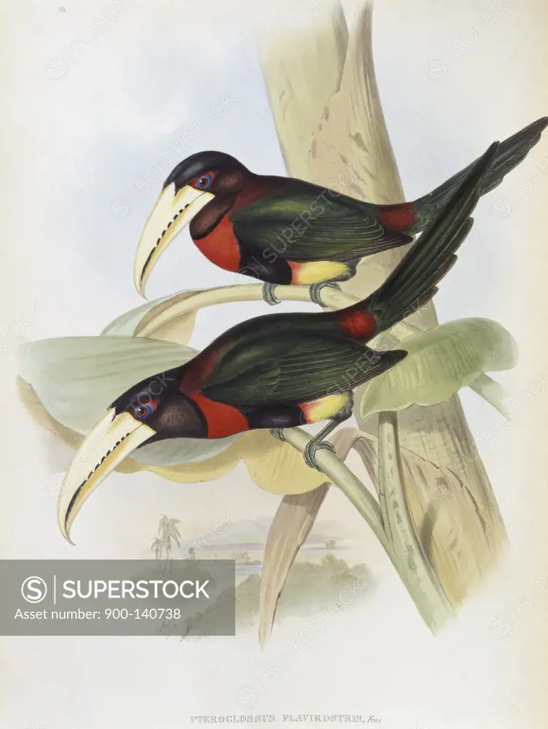 Yellow-billed Aracari (Toucan) John Gould (1804-1881 British)