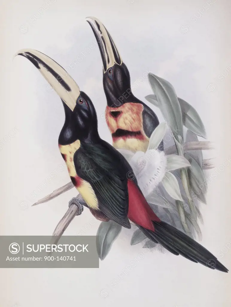 Red-rumped Aracari (Toucan) John Gould (1804-1881 British)