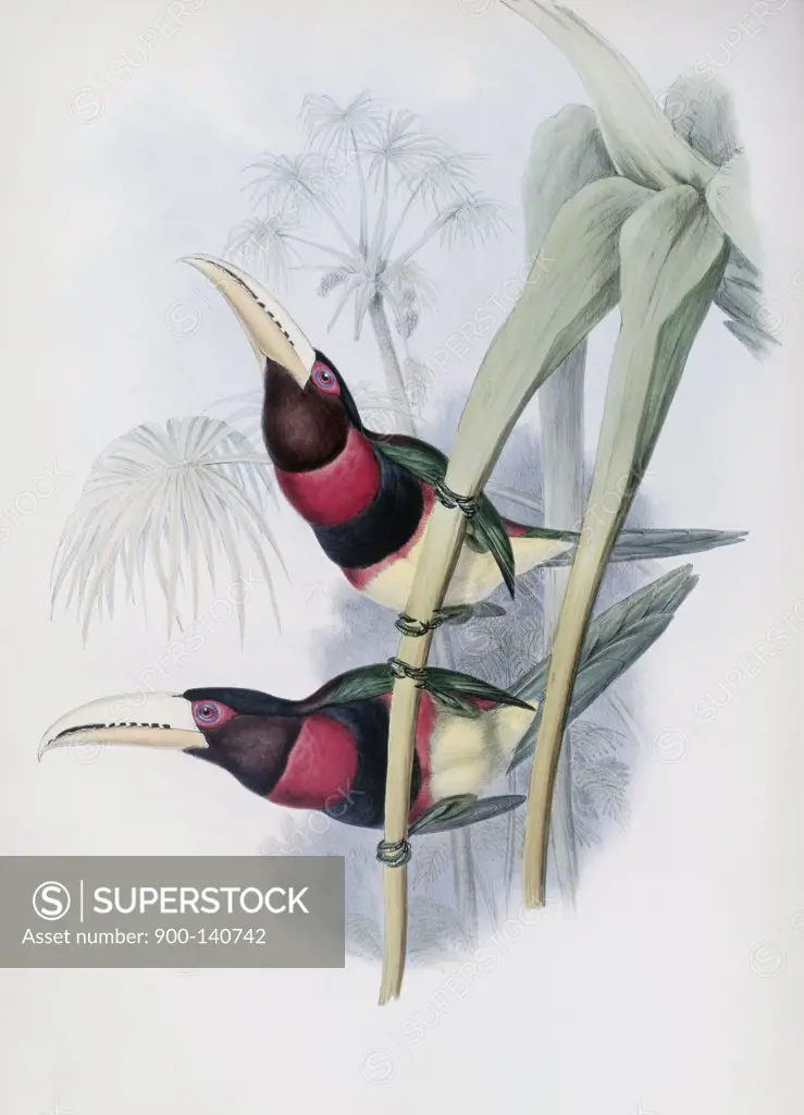 Duchess Of Leuchtenberg's Aracari (Toucan) John Gould (1804-1881 British)