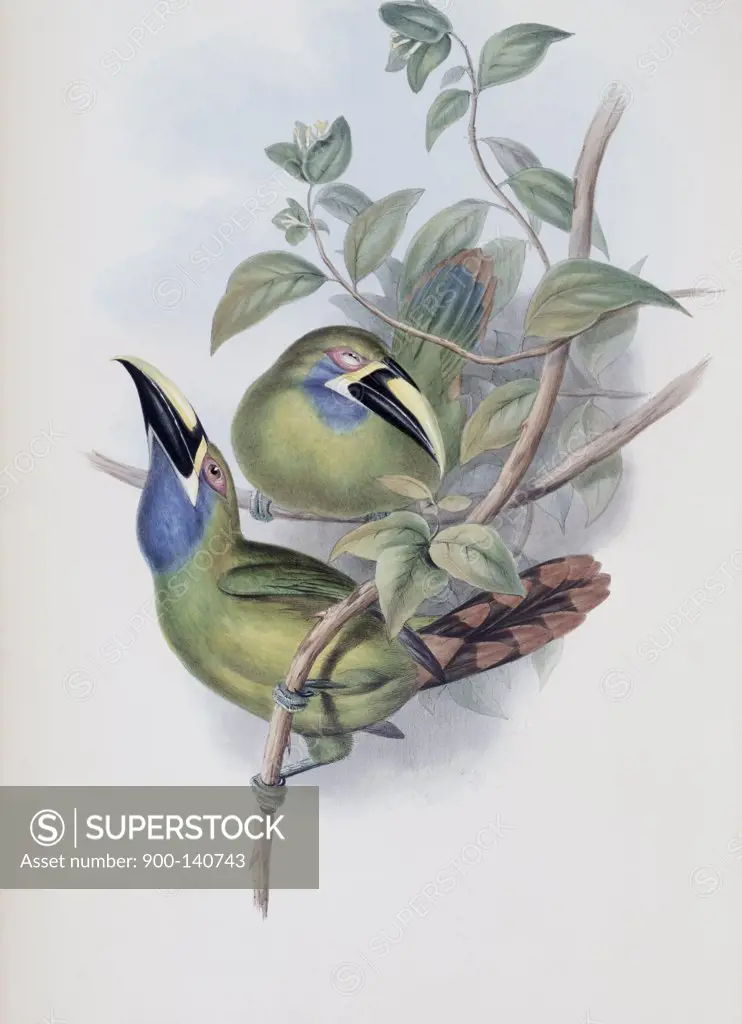 Blue-throated Groove-bill (Toucan) John Gould (1804-1881 British)
