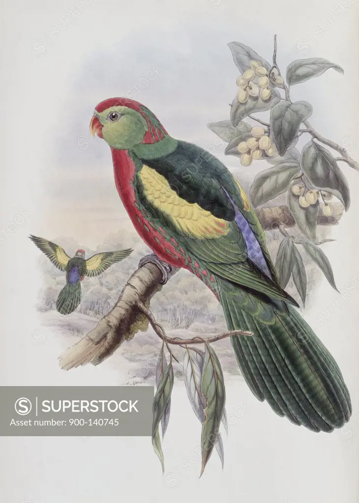Beautiful King Parrot John Gould (1804-1881 British)