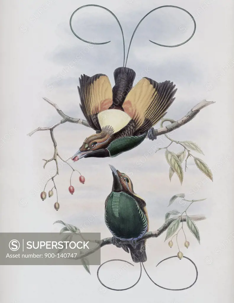 Golden-winged Bird Of Paradise John Gould (1804-1881 British)