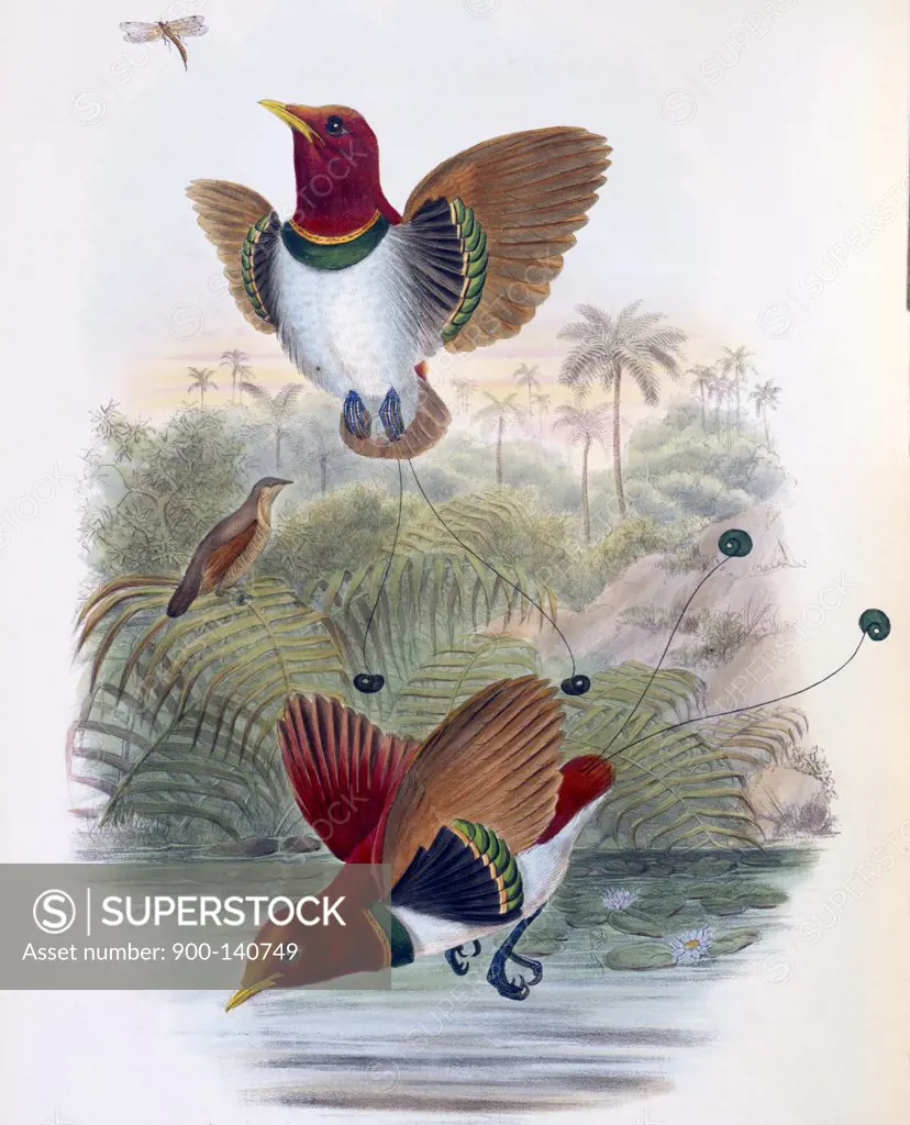 King Bird of Paradise John Gould (1804-1881 British) 