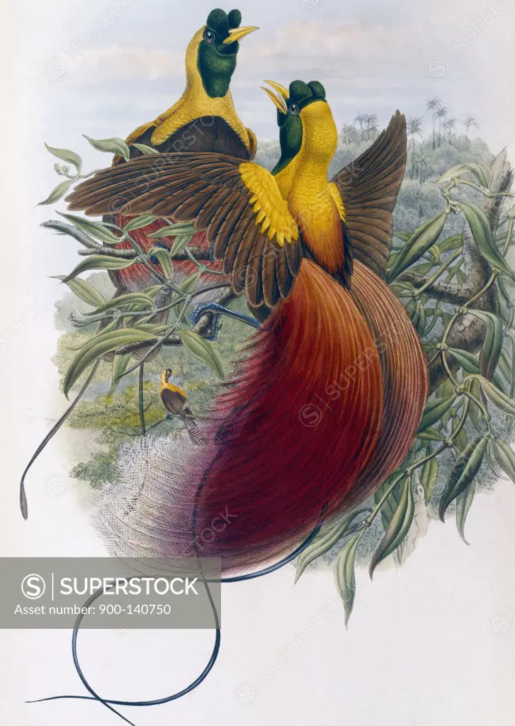 Red Bird of Paradise John Gould (1804-1881 British) 