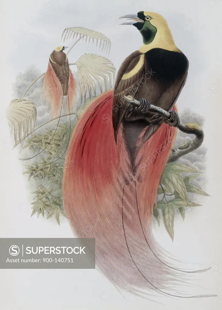 Marquis De Raggi's Bird Of Paradise John Gould (1804-1881 British)