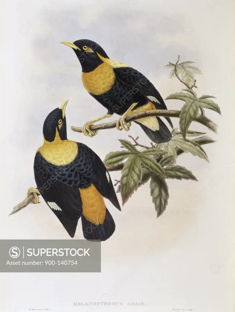 Orange-crested Starling John Gould (1804-1881 British)