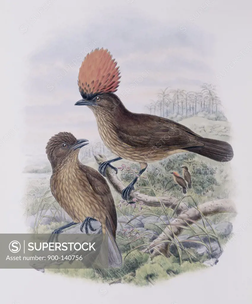 Orange-crested Bower-bird John Gould (1804-1881 British)