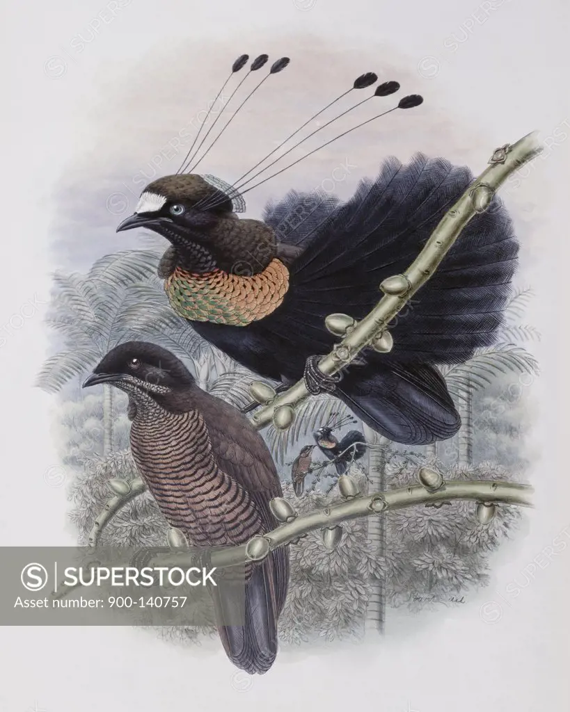 Lawe's Bird Of Paradise John Gould (1804-1881 British)