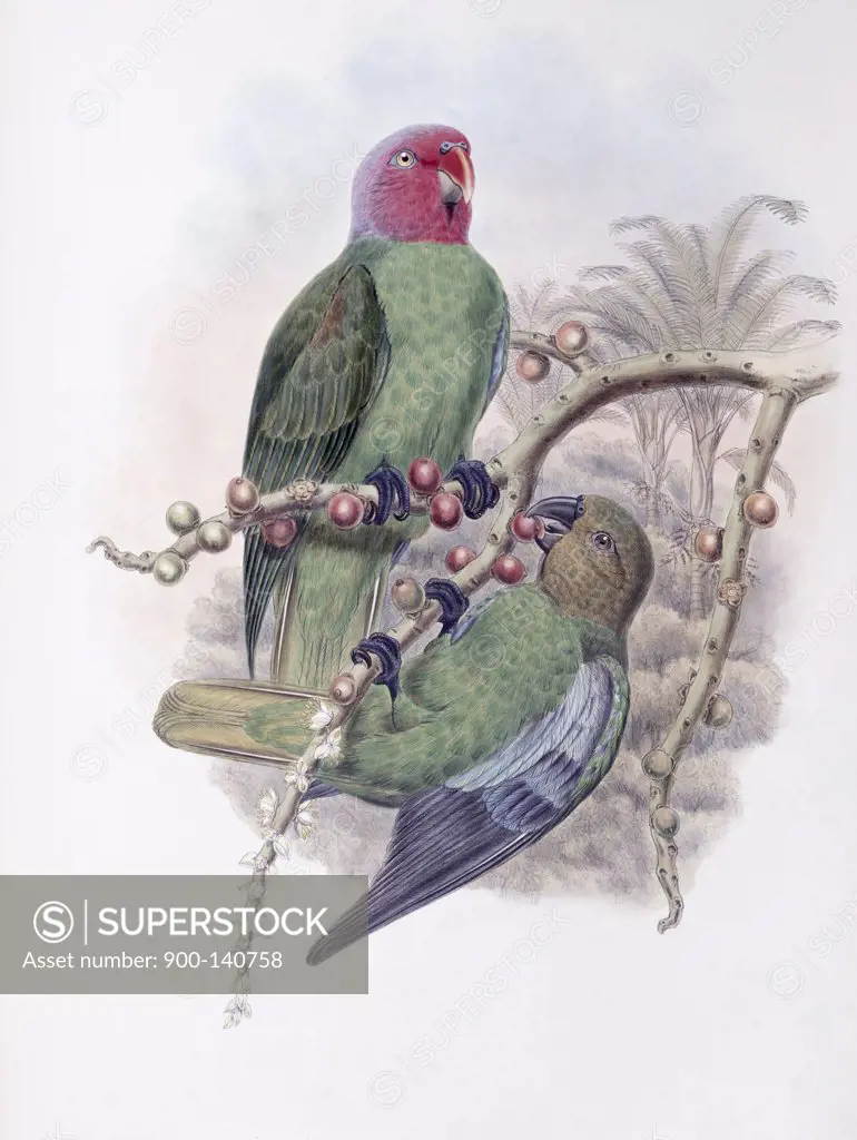 Tenimber Parrot John Gould (1804-1881 British)
