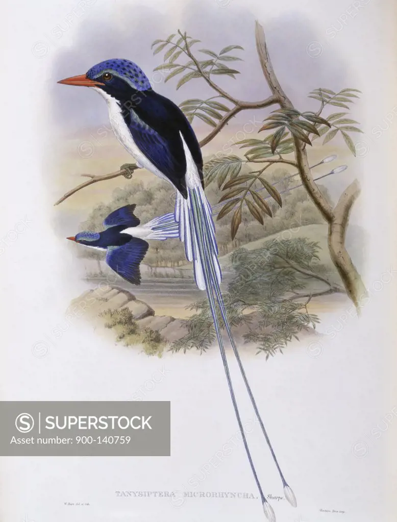 Port-moresby Racket-tailed Kingfisher John Gould (1804-1881 British)