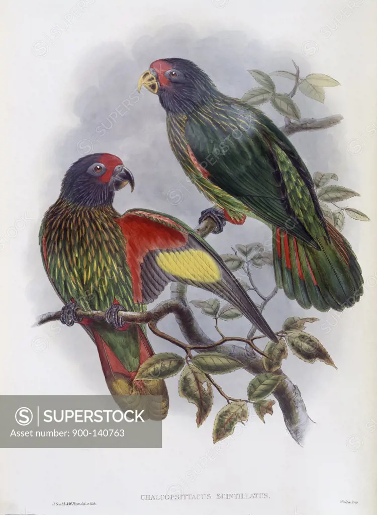 Red-fronted Lory John Gould (1804-1881 British) 