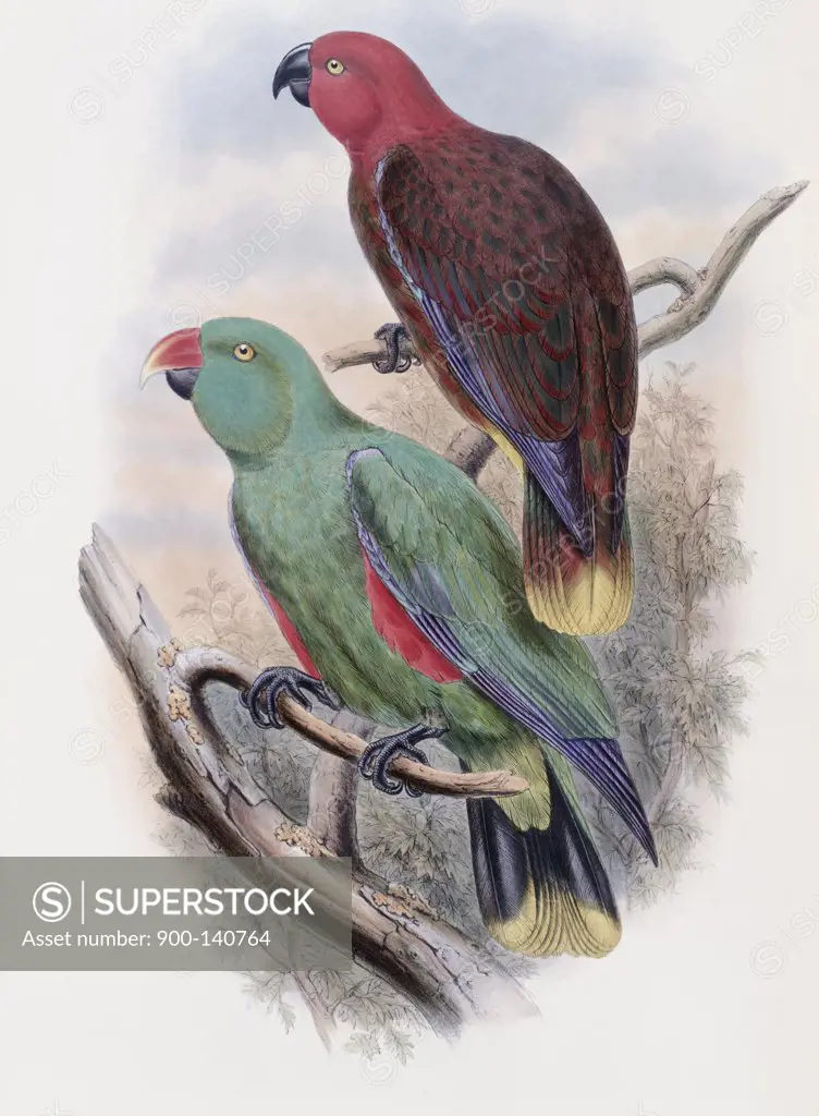 Riedel's Parrot John Gould (1804-1881 British) 