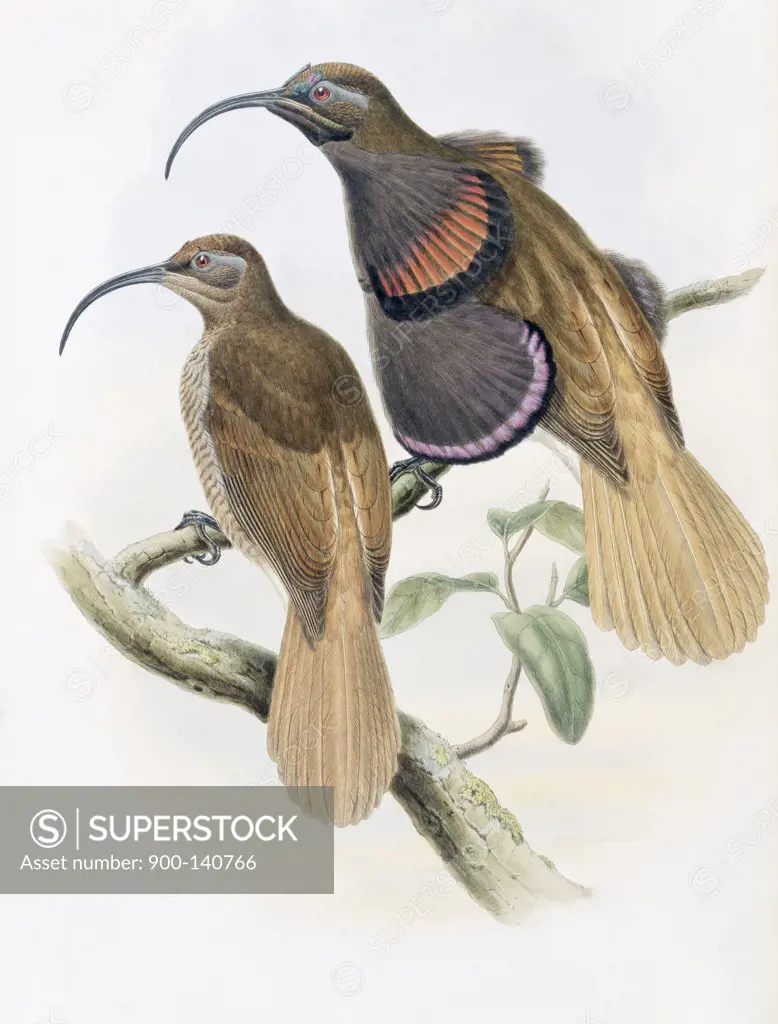 Bennett's Bird Of Paradise John Gould (1804-1881 British)