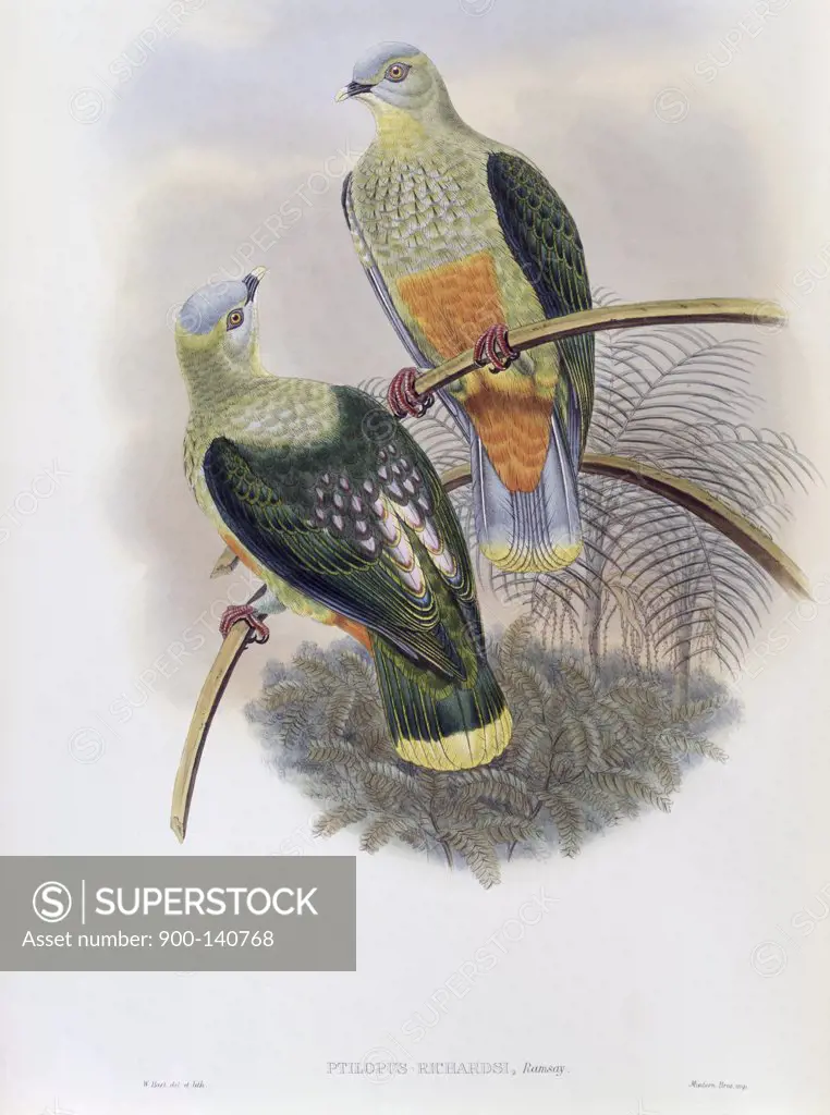 Richard's Fruit-Pigeon John Gould (1804-1881 British) 