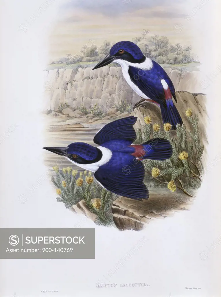 White-backed Kingfisher John Gould (1804-1881 British)
